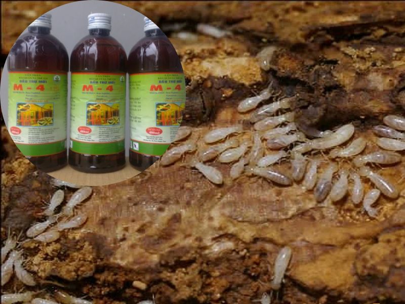 Đơn vợ Diệt côn trùng tại Vinh Nghệ An